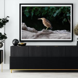 Least Bittern Heron Bird Photography - Nature Wildlife Fine Art Photography Print - Wall Art - Canvas - Photo Print - Interior Decor