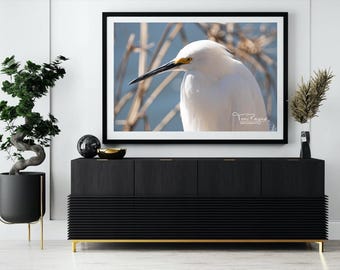 Snowy Egret Photography Print: Fine Art Archival, Nature Wall Art