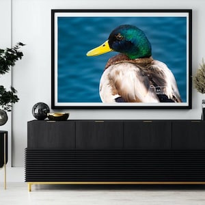 Male Mallard Duck Portrait Bird Photography Prints - Nature and Wildlife Fine Art Print - Wall Art - Canvas, Photo, Metal, Interior Decor
