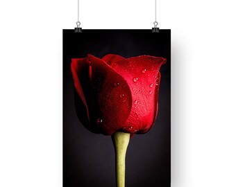 Red Rose Fine Art Photography Print: Floral Wall Decor