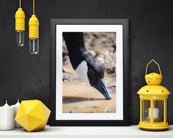 Canada Goose Fine Art Photography Print - Wildlife Wall Decor