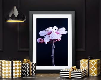 Cherry Plum Flower Art Print: Flora Studies Photography