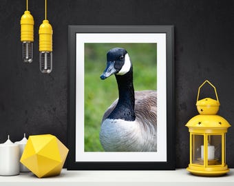 Canada Goose Portrait: Nature Photography Art Print
