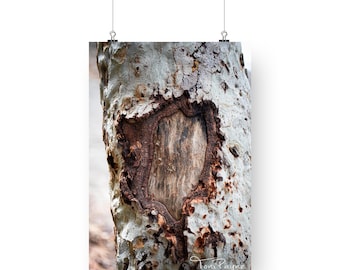 Brown Tree Bark Photo Print - Natural World Fine Art