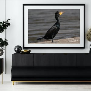 Crested Cormorant Beach Bird Photography Prints - Nature and Wildlife  Fine Art Print - Wall Art - Canvas, Photo, Metal, Acrylic Decor