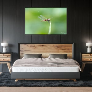 Nature Photography - Dragonfly Nature and Wildlife  Fine Art Photography Print Wall Art - Canvas, Photo, Fine Art Print - Interior Decor