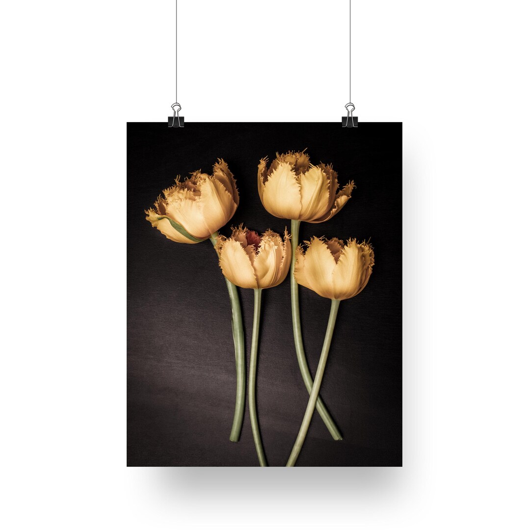 Yellow Tulips Fine Art Photography Print - Floral Wall Decor - Etsy