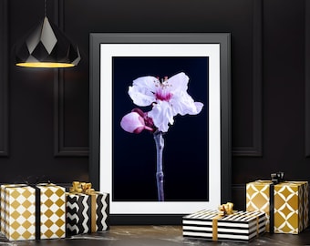Cherry Plum Flower Art Print: Flora Studies Photography