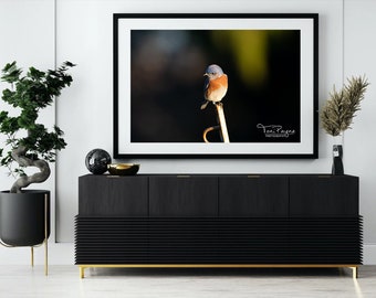 Western Bluebird Photography Print: Fine Art Nature Wall Decor