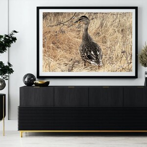 Bird Photography Print- Female Mallard Duck Nature and Wildlife Fine Art Print Wall Art - Canvas, Photo, Fine Art Print - Interior Decor