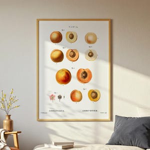 Vintage Apricot Varieties – Redouté Botanical Plate of Apricot Species (Armeniaca) | Printable Wall Art Digital Download
