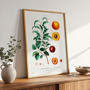 Apricot Tree with Flowers and Fruit (Abricotier noir & de Hollande) – Vintage Botanical Wall Art | Printable Digital Download
