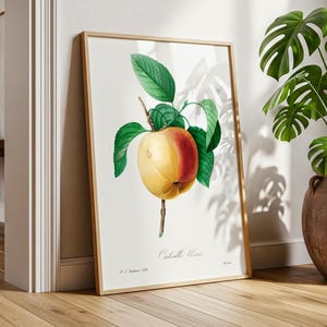 Calville Blanc d’Hiver Apple – Redouté Antique Fruit Botanical Illustration | Vintage French Printable Wall Art Download