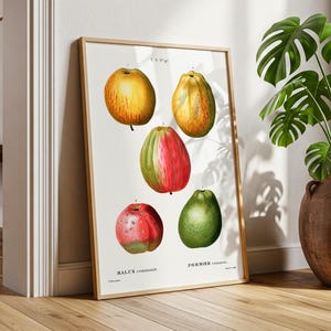 Apples Malus Communis – Vintage Botanical Fruit Print from Redouté | Antique Apple Illustration Kitchen Wall Art Digital Download