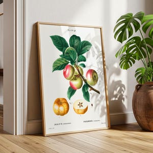 Apple Malus Communis – Vintage Botanical Illustration from Redouté&#39;s French Fruit Series | Printable Wall Art Digital Download