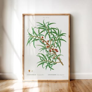 Hippophae Rhamnoides – Botanische Illustration von Sanddorn mit Zweig und Beeren | Druckbare Wandkunst Digitaler Download