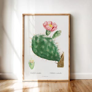 Pink Flowering Prickly Pear Cactus – Vintage Botanical Art by Redouté | Digital Download Printable Wall Art for Home Decor