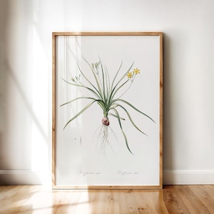 Hypoxis Erecta – Vintage Botanical Illustration of Common Goldstar with Yellow Flowers and Bulb | Printable Wall Art Digital Download
