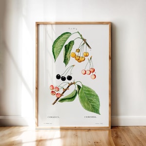 Cerasus – Antique Botanical Cherry Varieties Poster by Redouté | Digital Printable Wall Art for Home, Kitchen, or Office Botanical Style