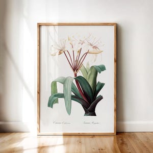 Printable Wall Art Digital Download – Crinum Erubescens White Lily Botanical Illustration, Vintage Flower Poster by Pierre-Joseph Redouté