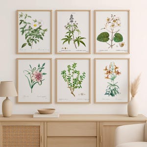 Conjunto de 6 láminas vintage de flores botánicas: arte mural estilo Redouté para decorar la cocina, el dormitorio o la sala de estar.
