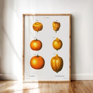 Citrus Fruit Varieties – Vintage Botanical Illustration of Lemons and Oranges | Printable Wall Art Digital Download