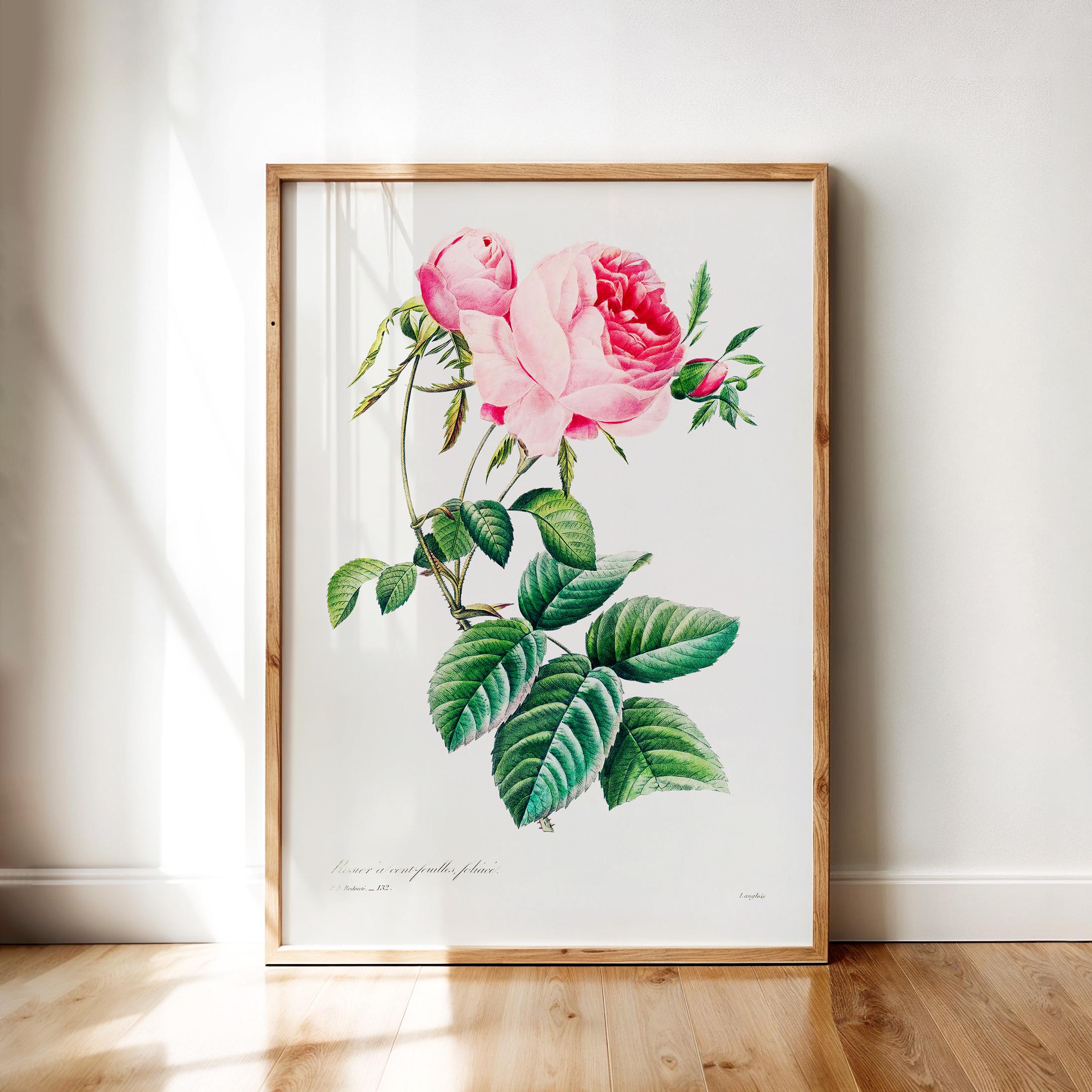 アンティークボタニカルアート – ピンクのキャベツローズの葉とつぼみ