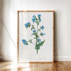 Printable Wall Art – Commelina Tuberosa, Antique Botanical Print of Blue Dayflower Plant | Digital Download for Home and Garden Decor