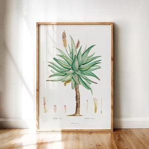 Aloe Ferox Botanical Poster – Vintage Succulent Tree Print with Spiky Green Leaves and Flowering Stem | Printable Wall Art Digital Download