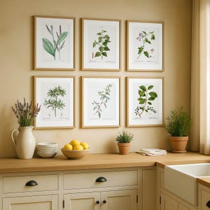 Set van 6 botanische kruidenprints – vintage vlierbes, nachtschade, alsem, bidens en geneeskrachtige planten, digitale download kunst aan de muur