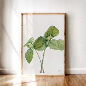 Ilustración botánica de Trillium sessile – Pintura de Mary Vaux Walcott, 1920 / Elegante flor verde, lámina artística vintage para decoración natural del hogar