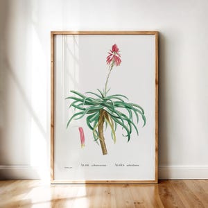 Aloe Arborescens Botanical Poster – Vintage Succulent Print with Red Flowers and Long Curved Leaves | Printable Wall Art Digital Download