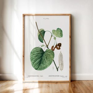 Dutchman’s Pipe Vine – Aristolochia Sipho Botanical Illustration by Redouté | Vintage Plant Print | Antique Botanical Wall Art Download