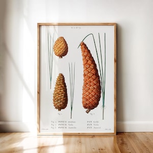 Pine Cone Botanical Print – Redouté Vintage Conifer Illustration | Printable Woodland Tree Art Digital Download