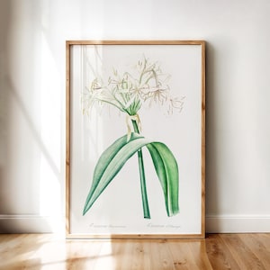 Crinum Americanum – Florida Swamp Lily Botanical Illustration by Redouté | Vintage Flower Poster Printable Wall Art Download