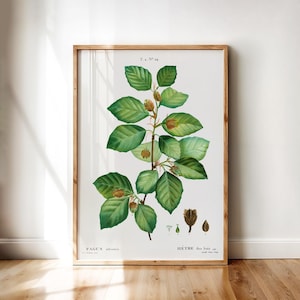 Fagus Sylvatica – Vintage Botanical Illustration of European Beech Tree by Redouté | Printable Wall Art Digital Download