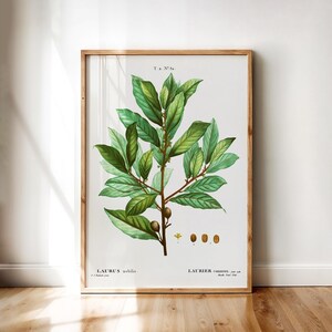 Bay Laurel – Vintage Laurus nobilis Botanical Illustration by Redouté with Green Leaves and Seeds | Printable Wall Art Digital Download