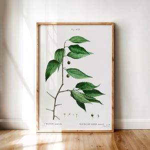 Celtis Australis – Vintage Botanical Illustration of European Nettle Tree by Redouté | Printable Wall Art Digital Download