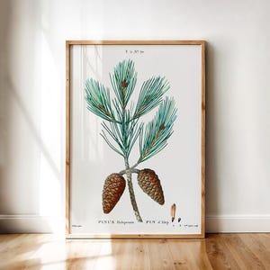 Pinus Halepensis Botanical Poster – Vintage Aleppo Pine Tree Illustration with Long Needles and Cones | Printable Wall Art Digital Download