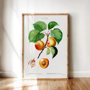 Apricot (Armeniaca vulgaris) – Vintage Botanical Fruit Print by Pierre-Joseph Redouté | Printable Wall Art Digital Download