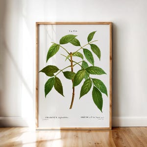 Fraxinus Juglandifolia Botanical Print – Vintage American Ash Tree Leaf Illustration by Redouté | Printable Wall Art Digital Download