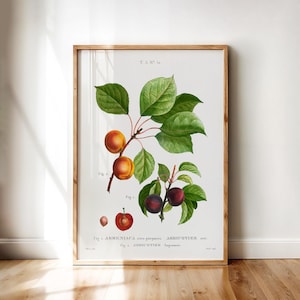 Apricot Varieties – Antique Redouté Botanical Plate with Purple and Yellow Apricots | Printable Wall Art Digital Download