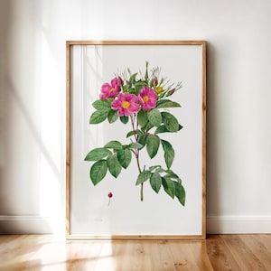Redouté Botanical Illustration – Rosa Carolina Corymbosa Print, Antique Pasture Rose Blossom Artwork | Printable Vintage Wall Art Poster