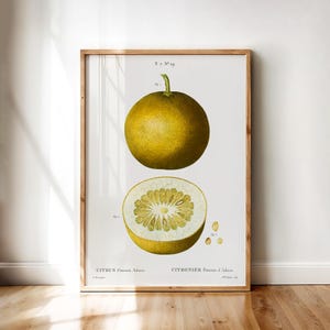 Citrus Pomum Adami – Vintage Botanical Fruit Illustration, Antique Adam’s Apple Citrus Print | Printable Wall Art Digital Download