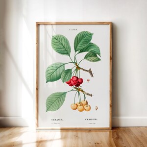 Cerasus – Antique Botanical Cherry Varieties Poster by Redouté | Digital Printable Wall Art for Home, Kitchen, or Office Botanical Style