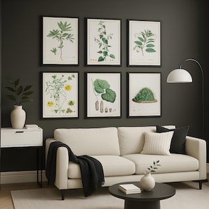 Lot de 6 gravures d'herbes botaniques - plantes médicinales et sauvages vintage, légumes-feuilles, fleurs et racines, art mural en téléchargement numérique