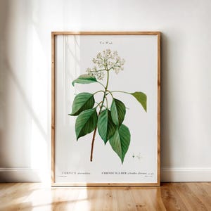 Cornus Alternifolia – Vintage Botanical Print by Redouté, Antique Pagoda Dogwood Illustration | Printable Wall Art Digital Download