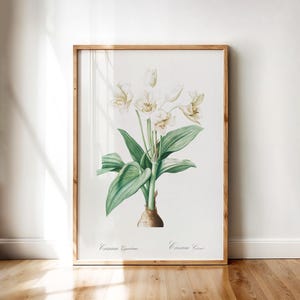 Crinum Géant Botanical Illustration – Antique White Lily Flower Print by Redouté, Vintage Botanical Artwork | Digital Printable Wall Art