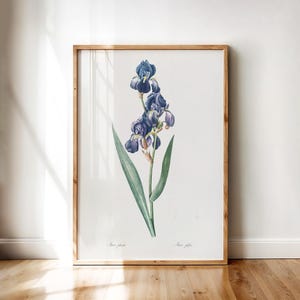 Iris Picta Botanical Print – Vintage Purple Iris Flower Illustration by Redouté | Printable Digital Floral Wall Art Download