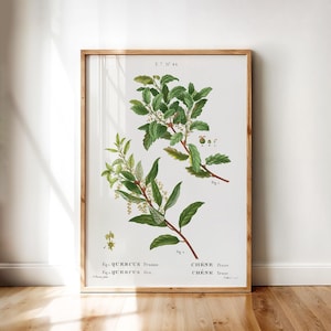 Quercus Ilex – Vintage Botanical Illustration of Evergreen Oak Tree by Redouté | Printable Wall Art Digital Download